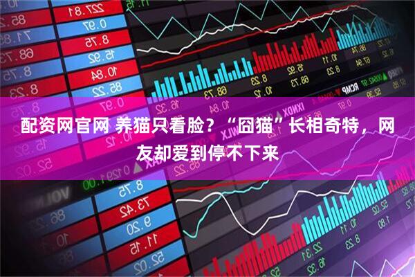 配资网官网 养猫只看脸？“囧猫”长相奇特，网友却爱到停不下来
