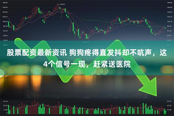 股票配资最新资讯 狗狗疼得直发抖却不吭声，这4个信号一现，赶紧送医院