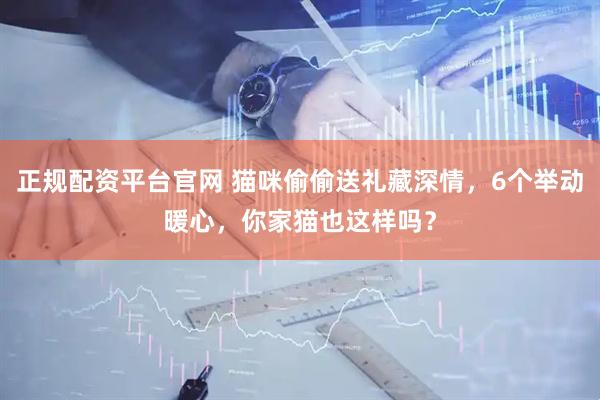 正规配资平台官网 猫咪偷偷送礼藏深情，6个举动暖心，你家猫也这样吗？
