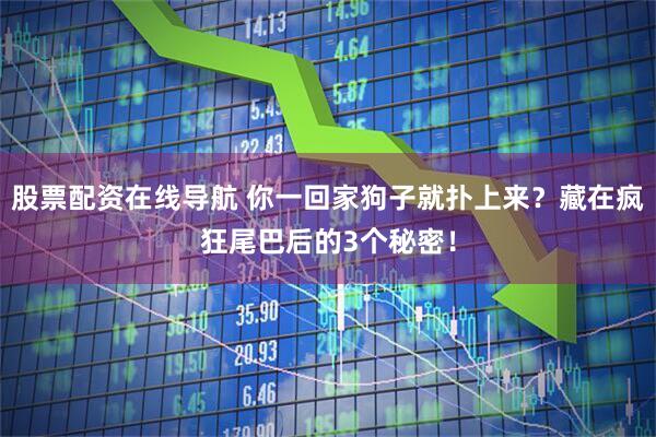 股票配资在线导航 你一回家狗子就扑上来？藏在疯狂尾巴后的3个秘密！