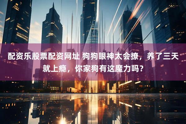 配资乐股票配资网址 狗狗眼神太会撩，养了三天就上瘾，你家狗有这魔力吗？
