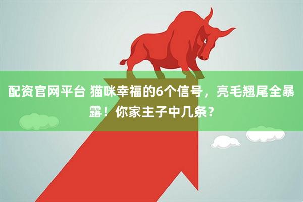 配资官网平台 猫咪幸福的6个信号，亮毛翘尾全暴露！你家主子中几条？